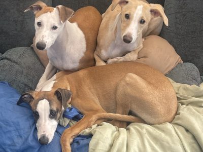 Whippet – Blind Bight