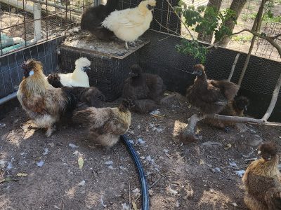 Other Birds – Mount Tarampa