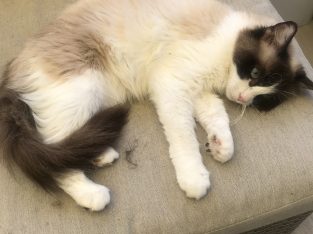 Ragdoll – Doreen
