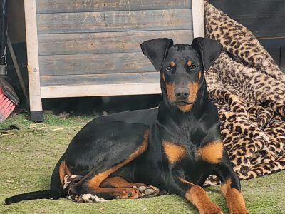 Dobermann – Doonside