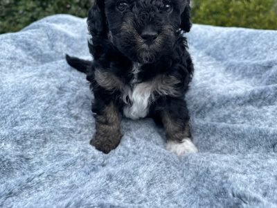 Spoodle – Tamworth