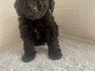 Spoodle – Tamworth