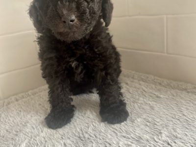 Spoodle – Tamworth