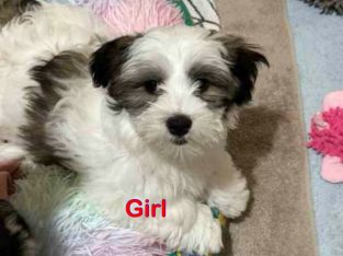 Maltese Shih Tzu – Darch