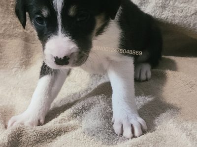 Border Collie – Dalby