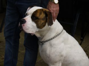 American Bulldog – Werribee