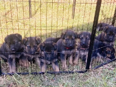 German Shepherd – Boronia Heights