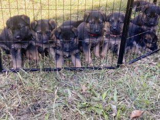 German Shepherd – Boronia Heights