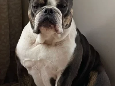 British Bulldog – Terania Creek