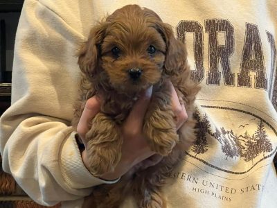 Cavoodle – Cardinia