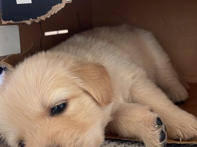 Golden Retriever – Yarraville