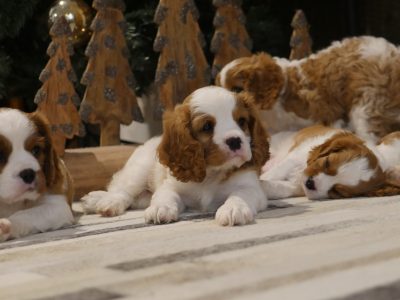 Cavalier King Charles Spaniel – Upper Brookfield
