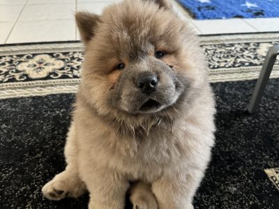 Chow Chow – Narre Warren North