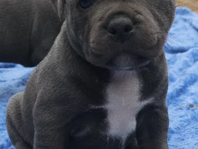 Staffordshire Bull Terrier – Jonathan