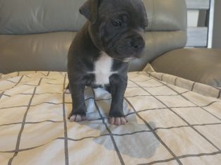 Staffordshire Bull Terrier – Williams Landing