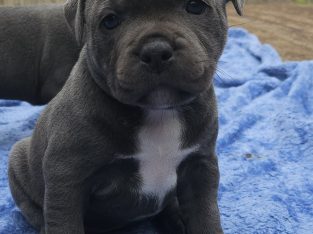 Staffordshire Bull Terrier – Jonathan