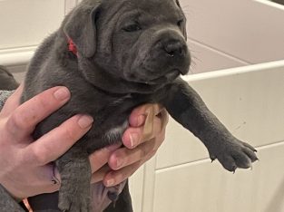 Staffordshire Bull Terrier – Cranbourne