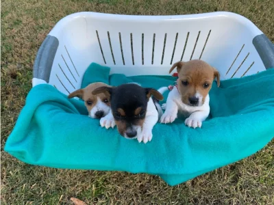 Jack Russell – Melton