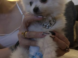 Pomeranian – Greenbank