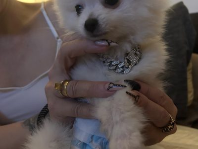 Pomeranian – Greenbank