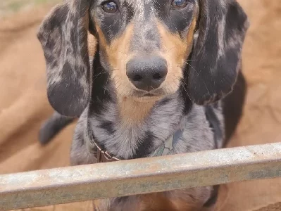 Dachshund – Toowoomba