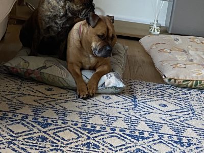 Staffordshire Bull Terrier – Mornington