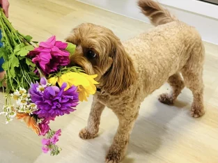 Cavoodle – Reedy Creek