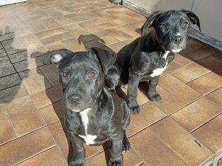 American Staffordshire Bull Terrier – Maffra
