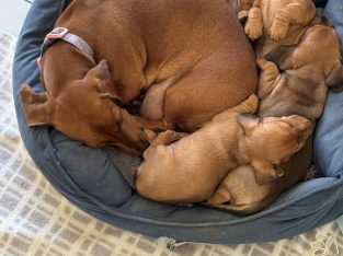 Dachshund – Lavington