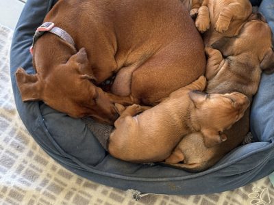 Dachshund – Lavington