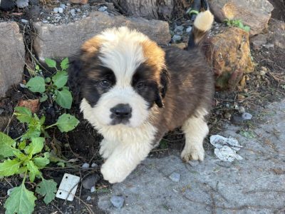 Saint Bernard – Bankstown