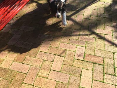 Border Collie – Willetton