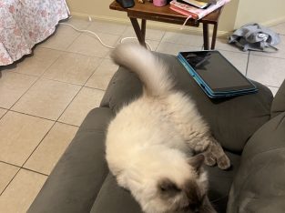 Ragdoll – Tracey Norley