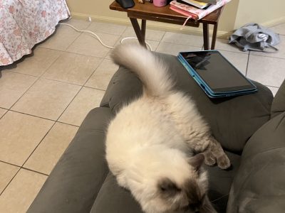 Ragdoll – Tracey Norley