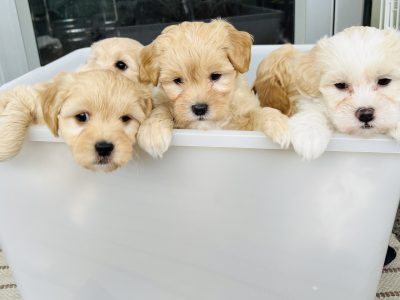 Moodle – Ascot Vale