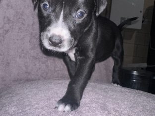 Bullmastiff – Laura Callander