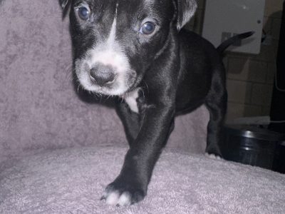 Bullmastiff – Laura Callander