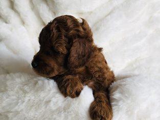 Toy Poodle – Forest Lake