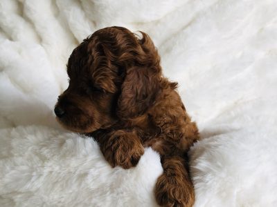 Toy Poodle – Forest Lake