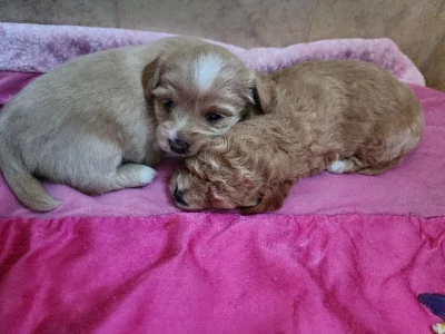 Toy Poodle – Kensington