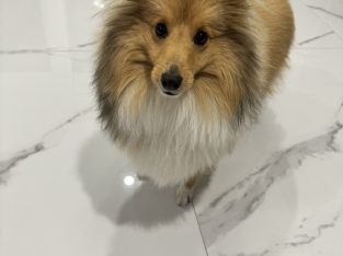 Shetland Sheepdog – Runcorn