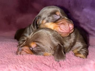 Dachshund – New South Wales