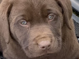 Labrador Retriever – Drummond