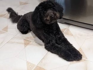 Toy Poodle – Wheelers Hill