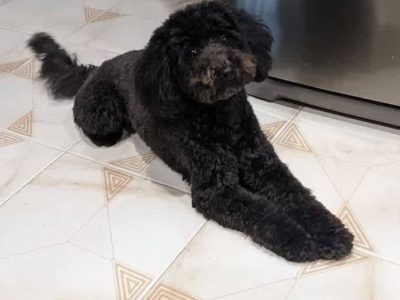 Toy Poodle – Wheelers Hill
