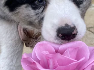 Border Collie – Bunbury