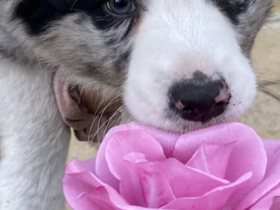 Border Collie – Bunbury