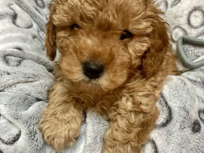 Cavoodle – Narelle Darcy