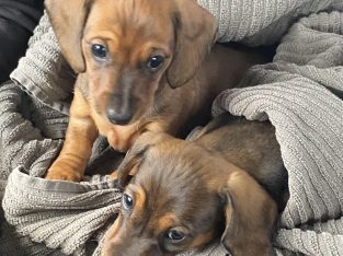 Miniature Dachshund – Terry