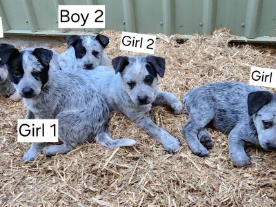 Australian Cattle Dog – Jimboomba
